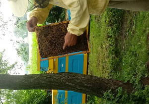 Pan pszczelarz prezentuje plaster miodu z pszczołami i wskatuje królową
