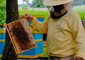 Pan pszczelarz prezentuje plaster miodu z pszczołami